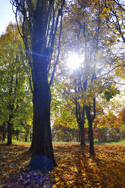 The autumn sun - Foto, Bild