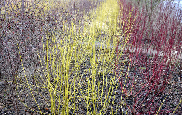 színes csíkok vörös és sárga cserjék egy virágágyás talajtakaró kéreg. fölötte virágos díszcseresznyét termesztenek. Nagyon tavaszi színkombináció az ipari park növényzetében - Fotó, kép