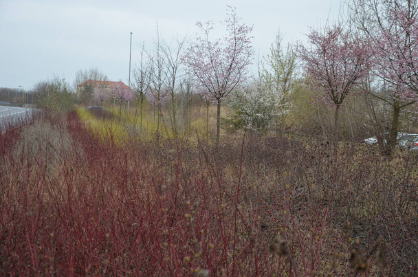 des bandes colorées d'arbustes rouges et jaunes dans une écorce de paillis. au-dessus poussent des cerises ornementales à fleurs. Combinaison de couleurs très printanières dans la verdure du parc industriel - Photo, image