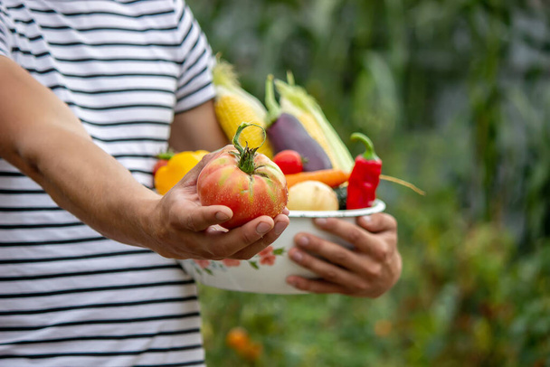 Legumes orgânicos. Mãos de agricultores com legumes recém-colhidos. Tomate. Foco seletivo - Foto, Imagem