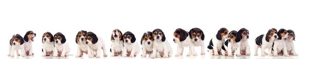 Many beagle puppies isolated on a white background  - Photo, image