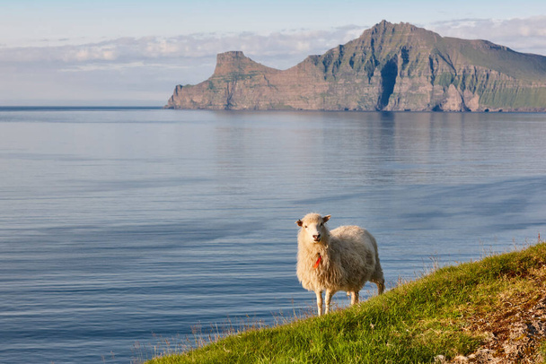 Owce na Wyspach Owczych klifów. Zielone malownicze wybrzeże krajobraz - Zdjęcie, obraz