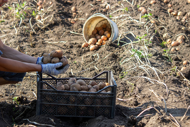 Harvesting potatoes. Good harvest. The farmer holds potatoes in his hands. selective focus - Photo, Image