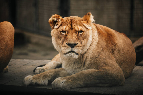 Lev hrdě stojí na malém kopci. - Fotografie, Obrázek
