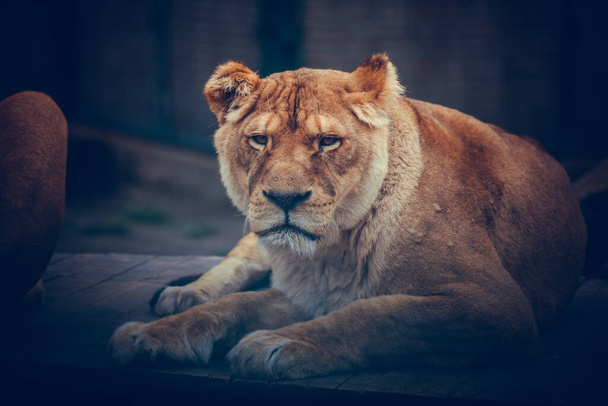 Leijona seisoo ylpeänä pienellä kukkulalla. - Valokuva, kuva
