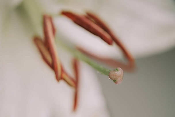Macro view of lily petals. Selective focus. Blurred background - Photo, Image