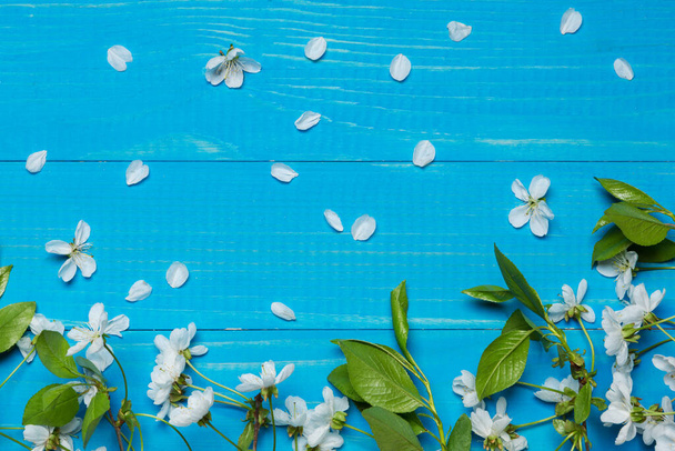 na modré desky větve třešňový květ, bílé květy, jaro koncept, kopírovat prostor - Fotografie, Obrázek