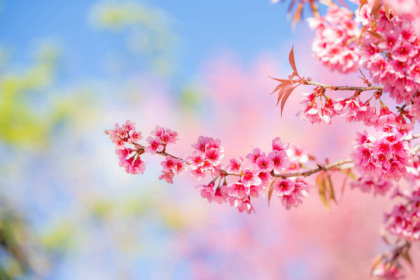 Beauty Pink flower Tree. Low Angle View Of Wild Himalayan Cherry blooming Against Blue Sky. ( Prunus Cerasoides ) - Photo, Image