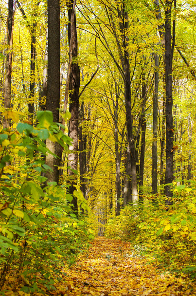 Golden autumnal forest with sunbeams - Fotoğraf, Görsel
