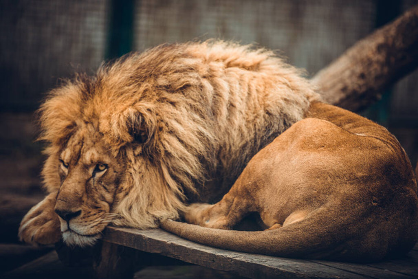 Portrét sedícího páru lvů zblízka v zoo. Samec a samice lev. - Fotografie, Obrázek