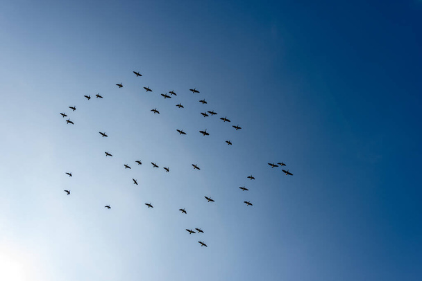 Sylwetka stada kaczek na tle jasnego błękitnego nieba. Włochy, Europa Południowa. - Zdjęcie, obraz