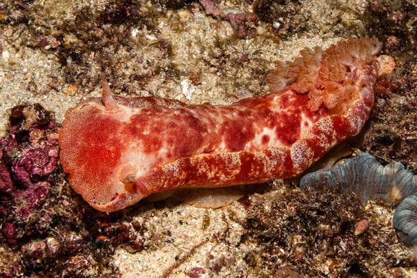 Begegnung mit einer spanischen Tnzerin, diese Meereschnecke ist ca 30 Zentimeter bruto - Foto, Imagem