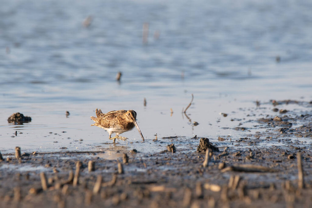 Gyakori Snipe - Gallinago gallinago madár a parton - Fotó, kép