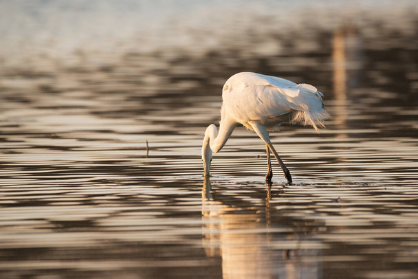 Great egret - Ardea alba in the water at morning lights - Photo, Image