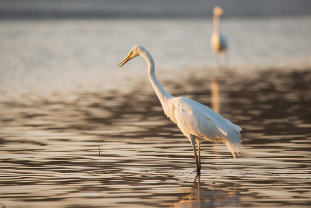 Μεγάλη egret - Ardea alba στο νερό τα πρωινά φώτα - Φωτογραφία, εικόνα