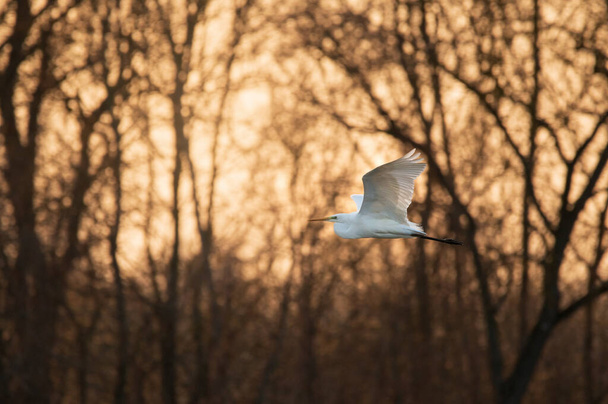 Létání Velký egret přes jezero - Fotografie, Obrázek