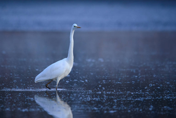 Grande egret - Ardea alba na água às luzes da manhã - Foto, Imagem