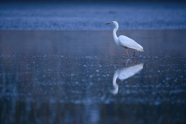 Μεγάλη egret - Ardea alba στο νερό τα πρωινά φώτα - Φωτογραφία, εικόνα