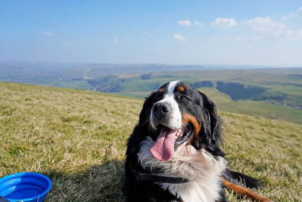 Bernese Mountain Dog robi sobie przerwę na szczycie Ma Tor - Zdjęcie, obraz