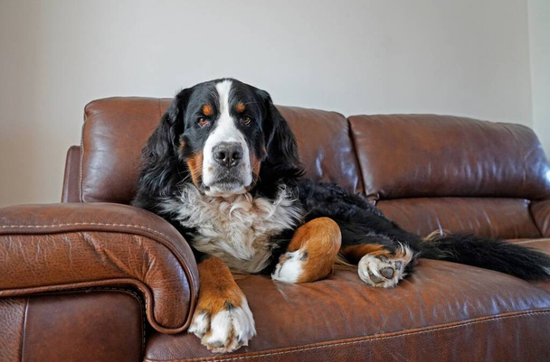 Bernese Mountain Dog on the brown couch  - Photo, Image