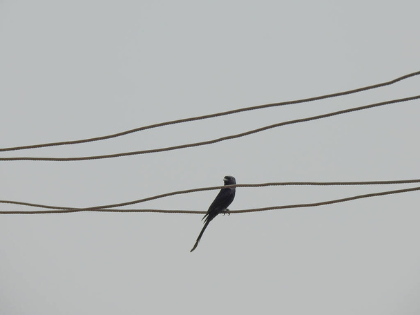 Κοντινό πλάνο του όμορφου ινδικού μαύρου Drongo πουλί κάθεται σε ένα ηλεκτρικό καλώδιο με μπλε φόντο του ουρανού. - Φωτογραφία, εικόνα