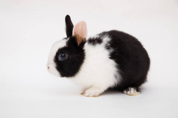 Cute bunny funny rabbit portrait studio - Фото, изображение