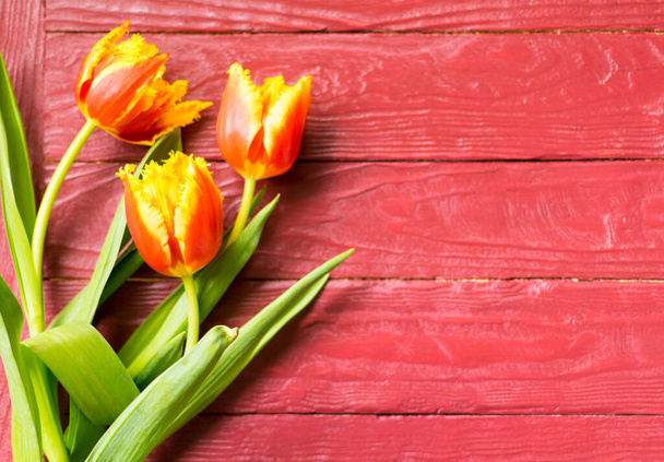 Tulips on a burgundy wooden background. - Foto, imagen