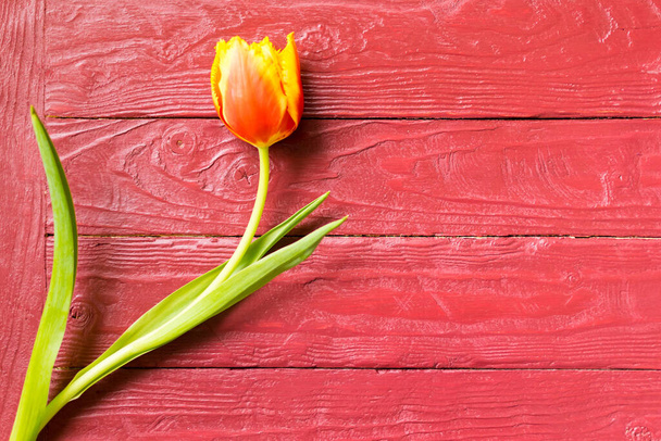 Tulips on a burgundy wooden background. - Foto, Imagem