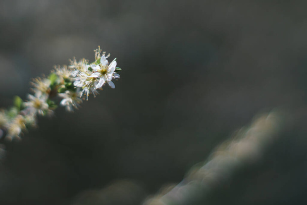 flor blanca con fuerte bokeh y fondo oscuro en primavera - Foto, Imagen