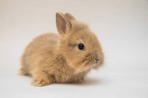 Cute bunny funny rabbit portrait studio - Фото, изображение