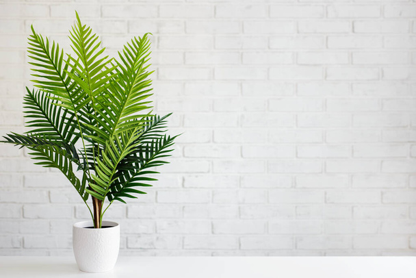 fern plant in white pot over white brick wall background with copy space - Photo, Image