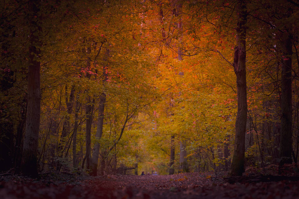 autumn forest with trees and leaves - Foto, Bild