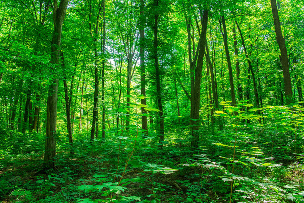 Lumière du soleil dans la forêt verte, printemps - Photo, image
