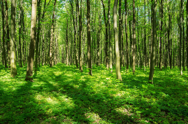 Zöld erdő tavasszal - Fotó, kép