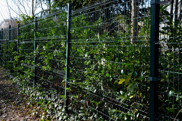 Un arbuste à feuilles persistantes devant une clôture en fil de bois léger améliorera l'opacité de la rue. irrigation goutte à goutte distribue l'eau dans les plantations d'arbustes. le paillage économise l'eau et réduit l'évaporation - Photo, image