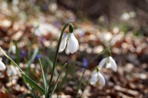 delicate snowdrop galanthus flowers in the spring forest close-up - Photo, Image