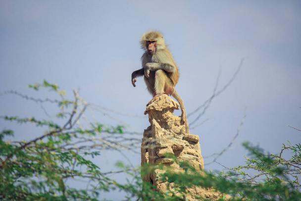 Hamadryas baboon Family on the Road to the Laas Geel rocks, Somaliland - Photo, Image