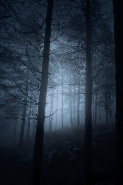 月明かりに照らされた熱烈な暗い森の魔法 - 写真・画像