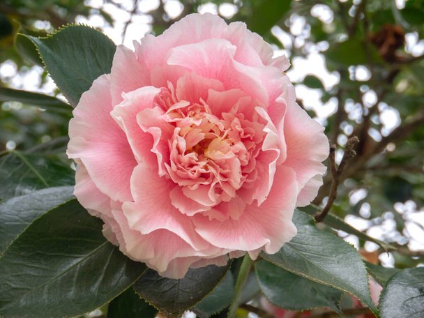 Pálida rosa camelia japonica peonía forma flor en el jardín. Tsubaki japonés. - Foto, imagen