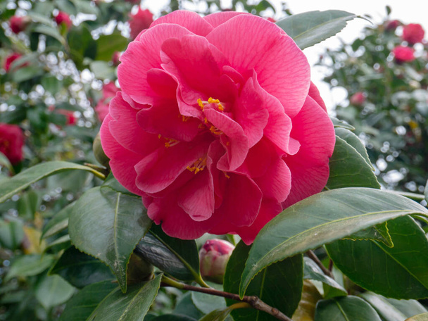 Pink camellia japonica double form flower in the garden. Japanese tsubaki. - Photo, Image