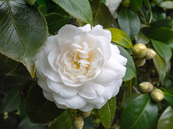 Biała kamelia japonica róża forma kwiat w ogrodzie. Tsubaki japońskie - Zdjęcie, obraz