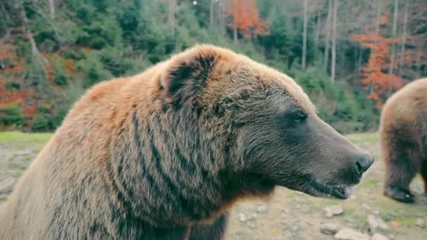 O urso castanho olha para a câmara de perto. Urso na natureza. Urso olhar de perto. - Filmagem, Vídeo