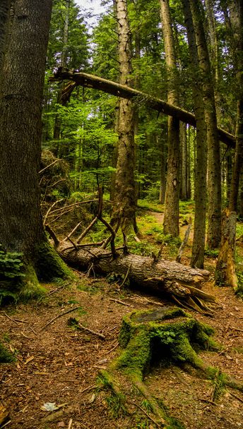 a fallen trunk of spruse tree and a large spruce stump abundantly overgrown with moss in the forest - Photo, Image
