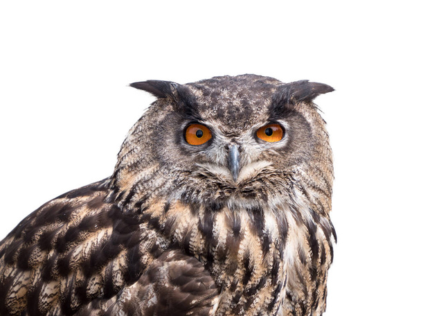 Cut outimage of an Eurasian Eagle Owl - 写真・画像