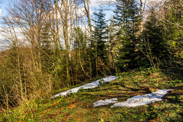 a melting snow in the mountain forest in Carpatian, Skole Beskids National Nature Park, Lviv region of Ukraine - Foto, imagen