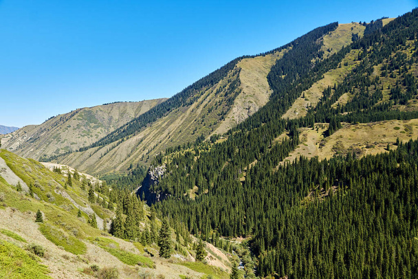 scenic view of mounatine clope covered with fir trees and bushes. Tien Shan mountains, Kazakhstan - Photo, Image