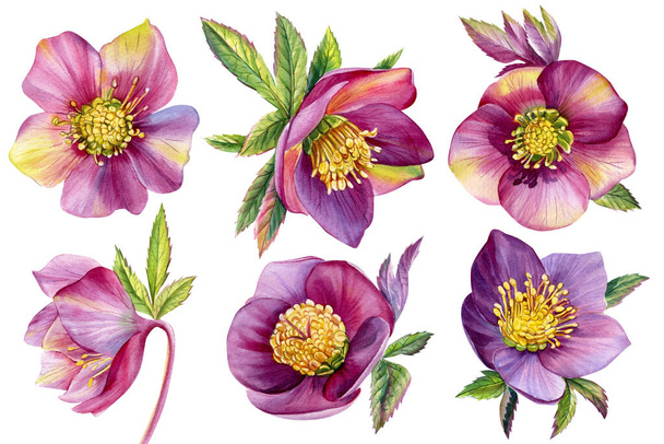 Watercolor flowers, hellebores isolated on a white background. Botanical illustration. Set Floral design elements - Photo, Image