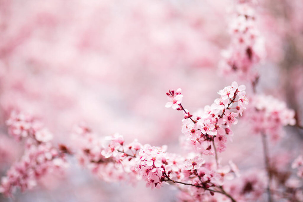 Pink tree flowers blossom in sunny spring day - Photo, image