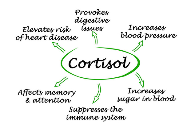 Effecten van cortisol op het organisme - Foto, afbeelding