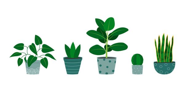 Conjunto de plantas de interior dibujadas a mano en macetas. Planta de potasio, cactus, planta de caucho, planta de serpiente. - Vector, Imagen
